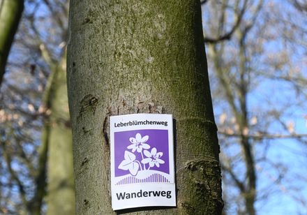 Markierungszeichen desLeberblümchenwegs an einem Baumstamm