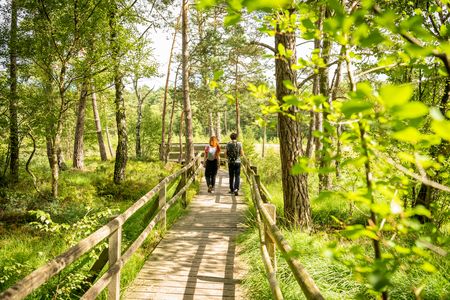 Hiddeser Bent auf dem Wanderweg Pivitker Wasserweg, zwei Wanderer laufen durch den Wald auf einem Bohlenweg 