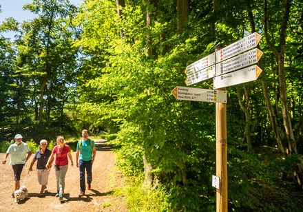 Ein Wegweiser im Grünen zeigt Wanderrichtungen, während vier Personen entspannt den Waldweg erkunden.