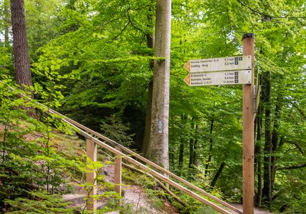 Waldweg mit Geländer und Wegweiser, umgeben von grünen Bäumen und dichter Vegetation.